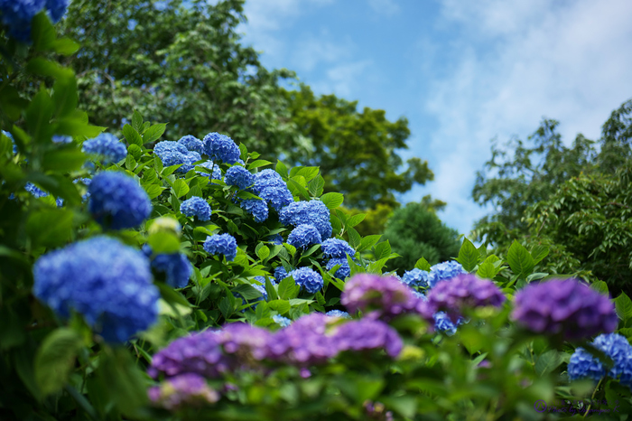 パナソニック Panasonic LUMIX S 50mm F1.8 S-S50 @ review パナソニック Panasonic LUMIX S 50mm F1.8 S-S50 @ review
